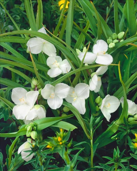 Tradescantia Snow Cap