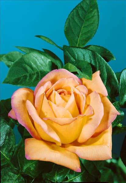 Rosa Peace