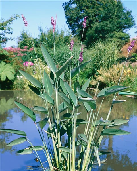 Thalia dealbata