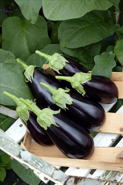 Solanum melongena Madonna