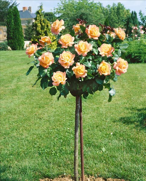 Rosa Peace