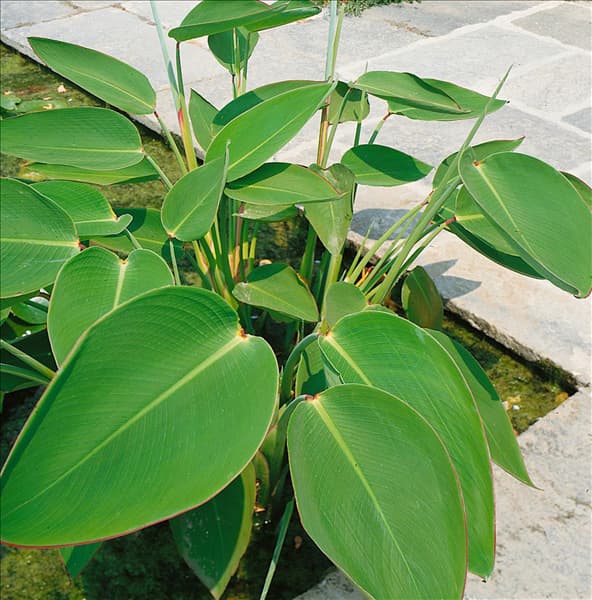 THALIA DEALBATA