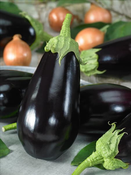 Solanum melongena Madonna