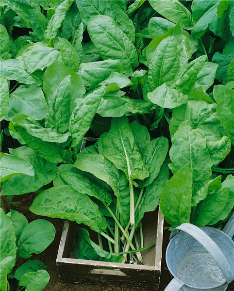 Rumex acetosa Large de Belleville