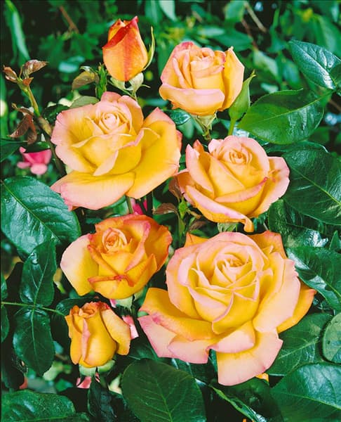 Rosa Peace