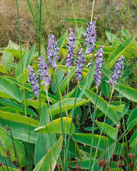 THALIA DEALBATA