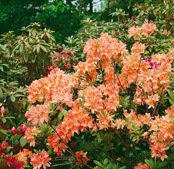 Rhododendron japonicum