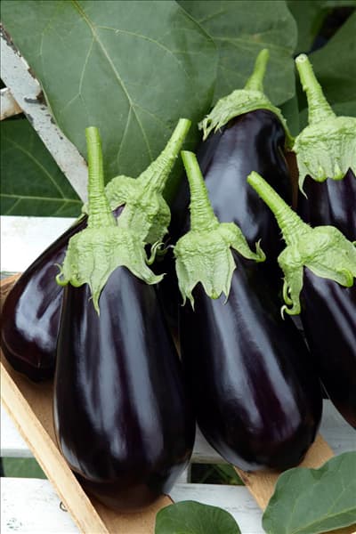 Solanum melongena Madonna