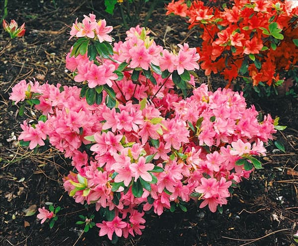 Rhododendron molle ssp. japonicum rose (Azalea)