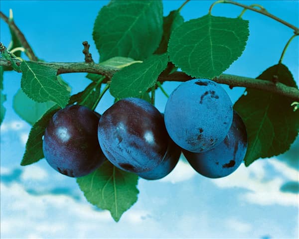 Prunus domestica 'Kirkespflaume'
