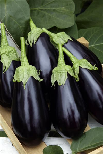 Solanum melongena Madonna