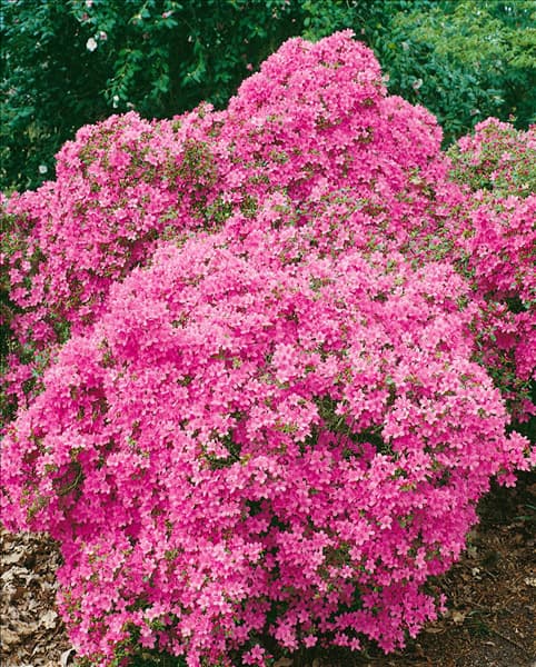 Rhododendron molle ssp. japonicum Hinomayo (Azalea)