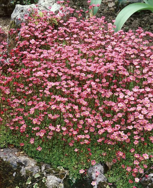 SAXIFRAGA X ARENDSII ROSEA