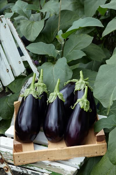 Solanum melongena Madonna