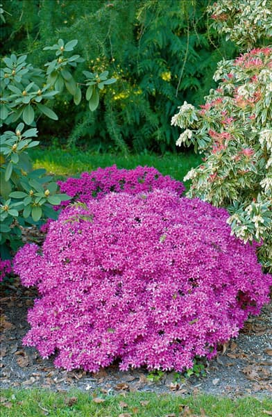 Rhododendron japonicum