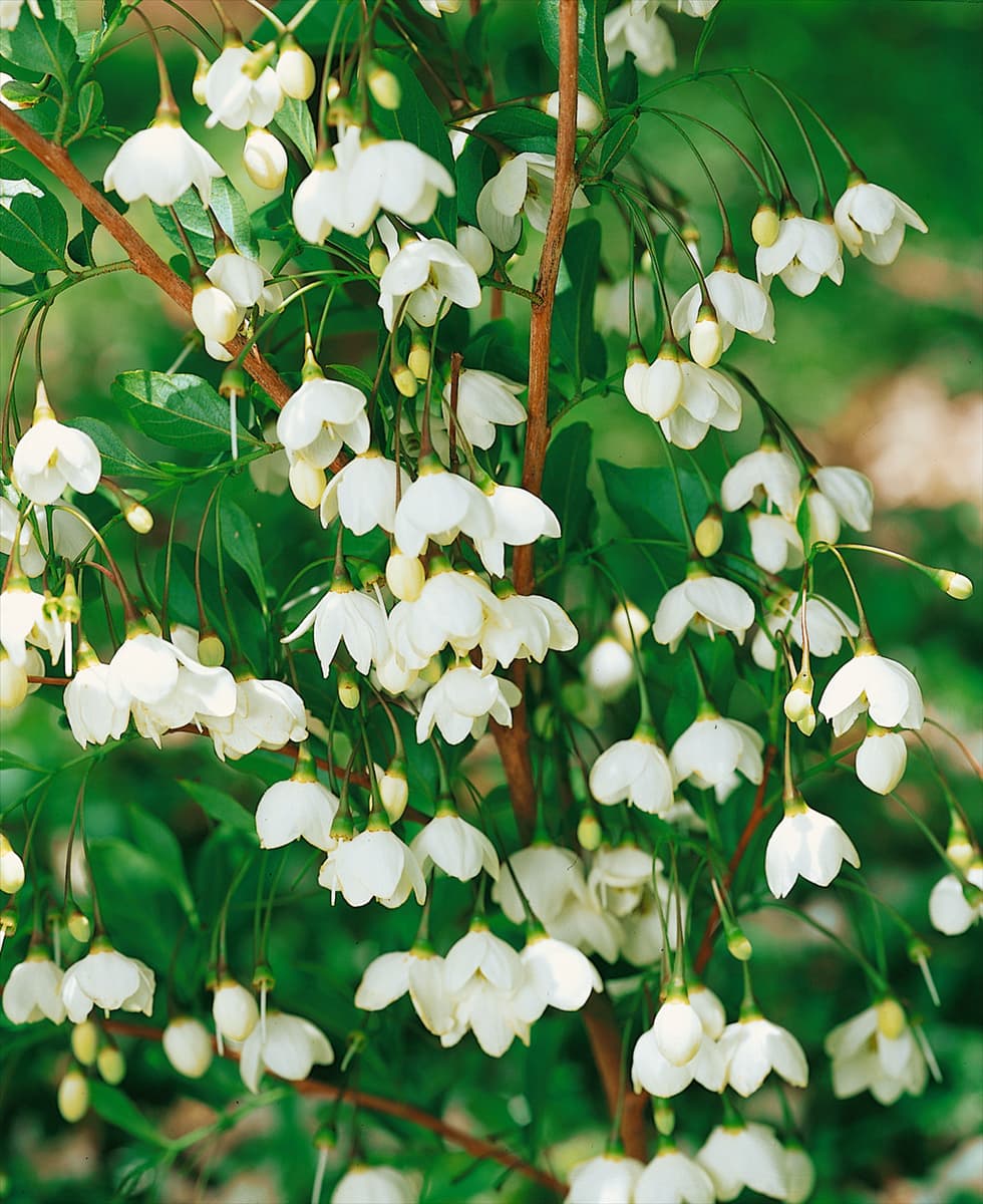 Styrax japonicum