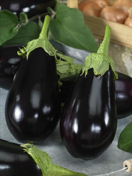 Solanum melongena Madonna
