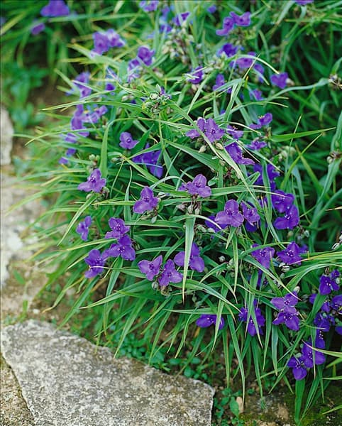 Tradescantia x andersoniana Leonora