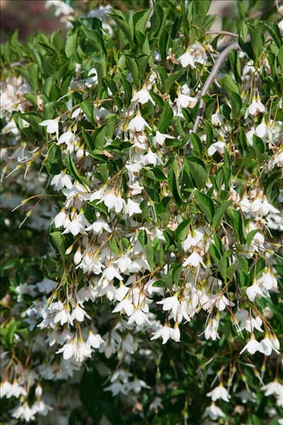 Styrax japonicum Rubra Pendula