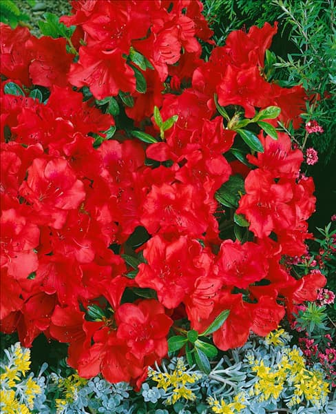 Rhododendron molle ssp. japonicum Santa Maria (Azalea)