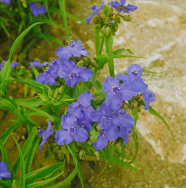 Tradescantia blue