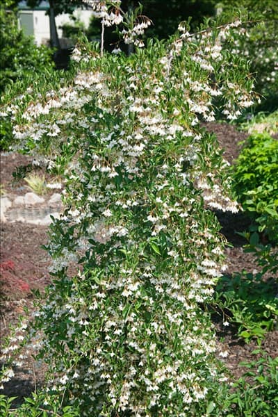 Styrax japonicum Rubra Pendula