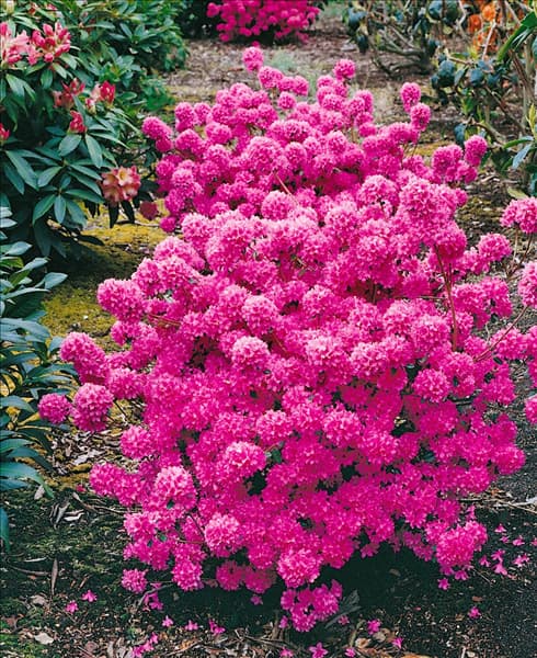 Rhododendron molle ssp. japonicum rose (Azalea)