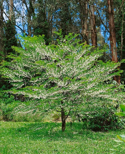 Styrax japonicum