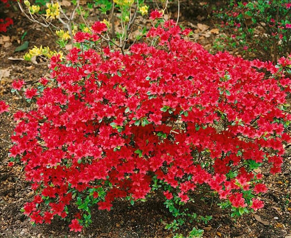 Rhododendron molle ssp. japonicum Hinode-giri Rubra