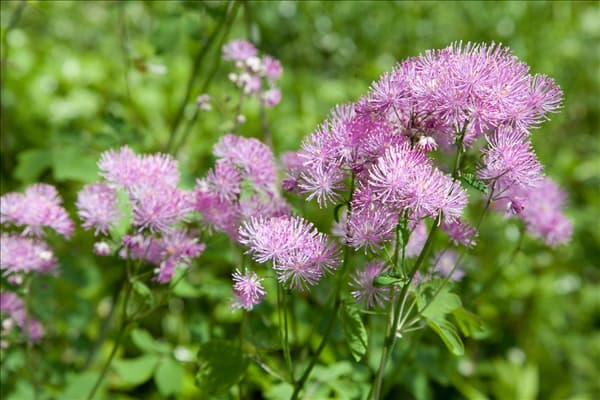 Thalictrum aquilegifolium Purpureum