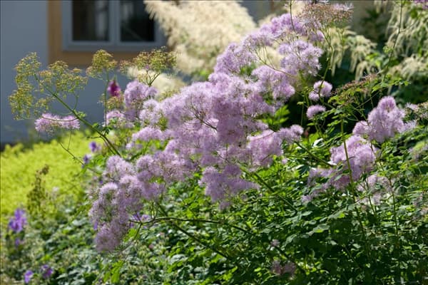 Thalictrum aquilegifolium Purpureum