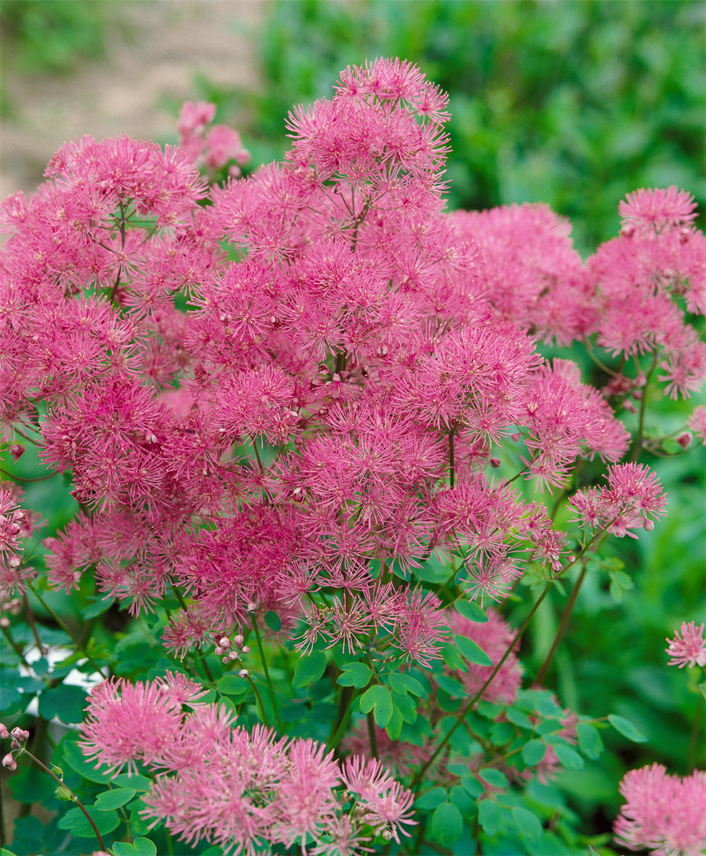 Thalictrum aquilegifolium Thundercloud