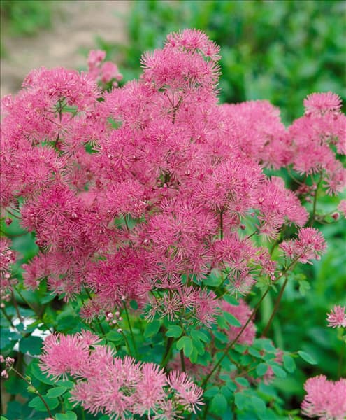 Thalictrum aquilegifolium Thundercloud
