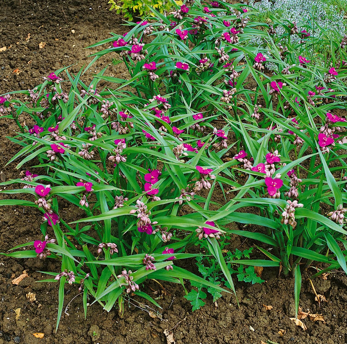 Tradescantia x andersoniana Karminglut
