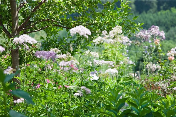 Thalictrum aquilegifolium