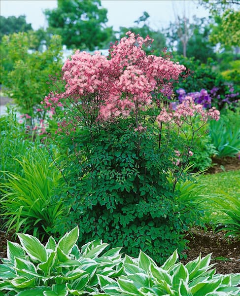 Thalictrum aquilegifolium