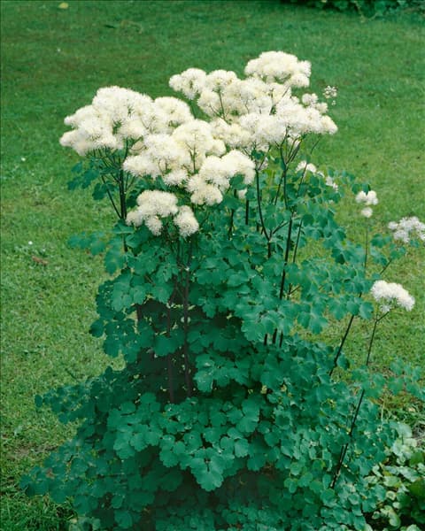 Thalictrum aquilegifolium Album