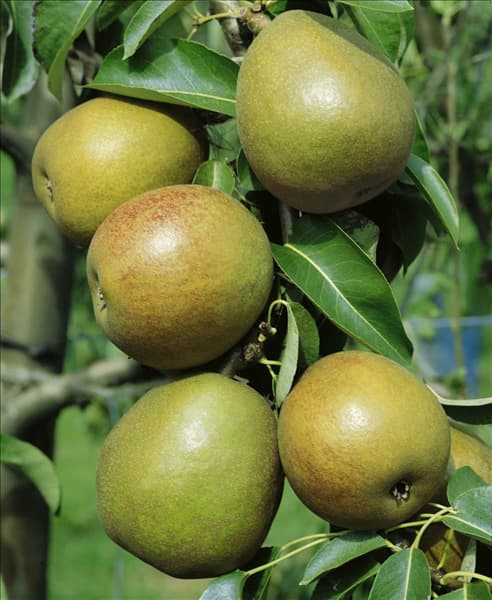 Pyrus communis 'Alexander Lucas'