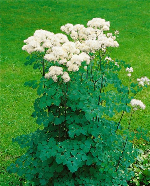Thalictrum aquilegifolium white