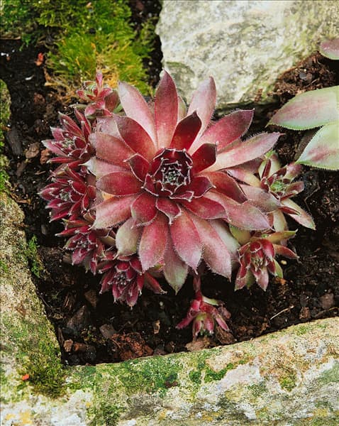 SEMPERVIVUM LIPARI