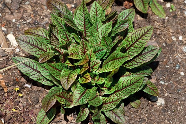 Rumex sanguineus