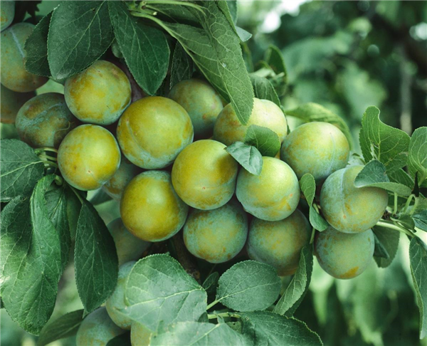 Prunus domestica 'Ontario'