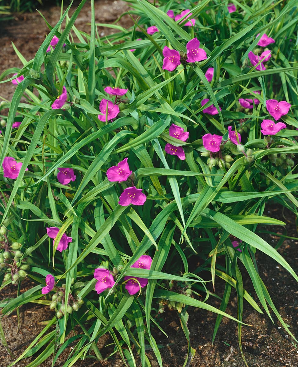 Tradescantia x andersoniana Rubra