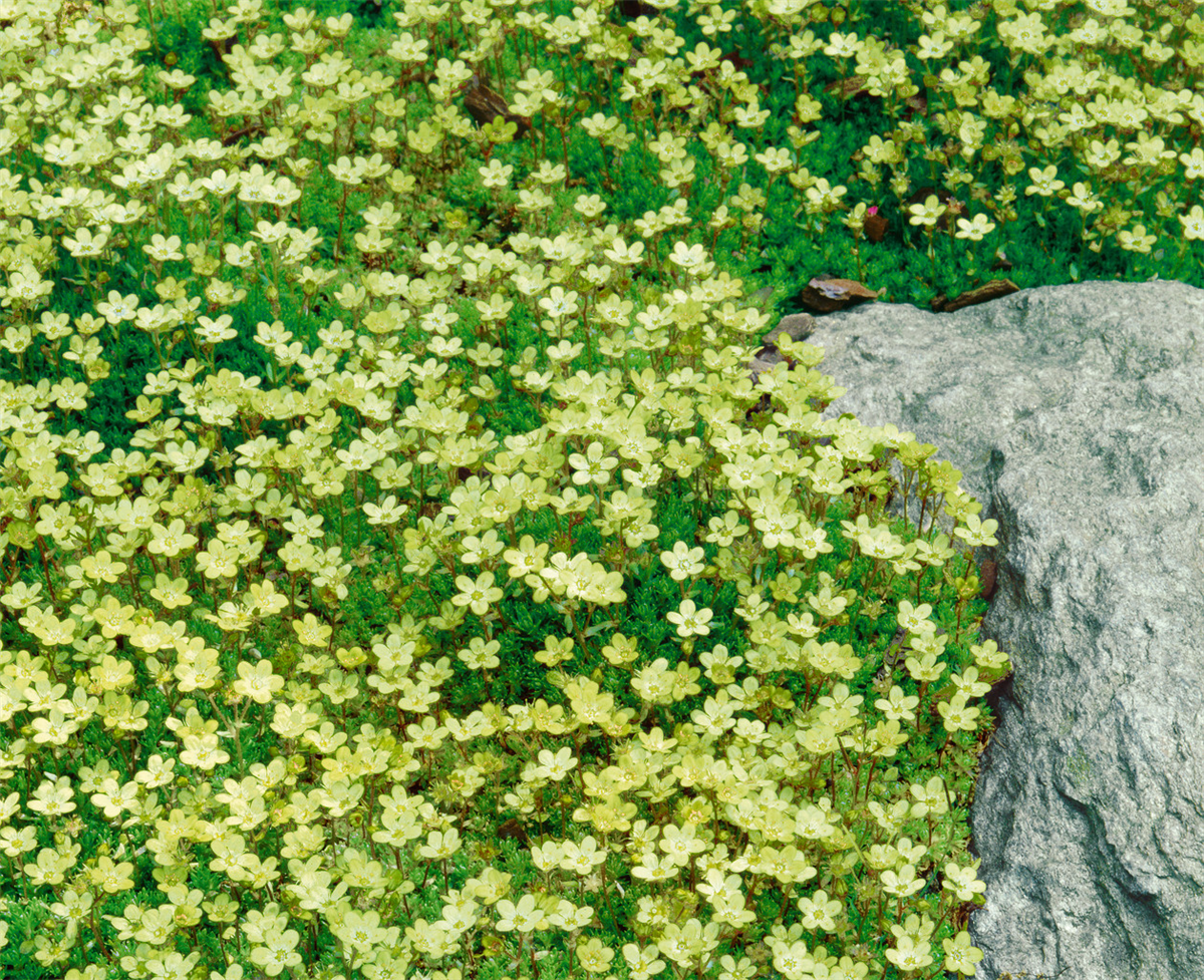 Saxifraga x arendsii yellow