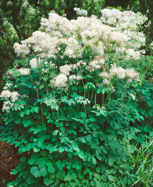 Thalictrum aquilegifolium Album