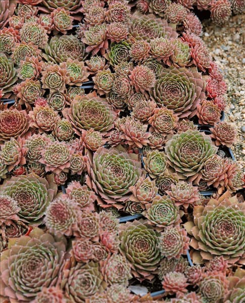 Sempervivum Rubin