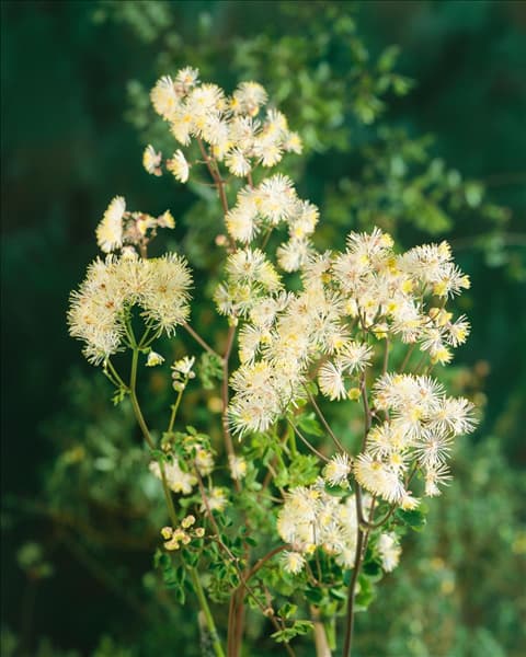 Thalictrum aquilegifolium Album