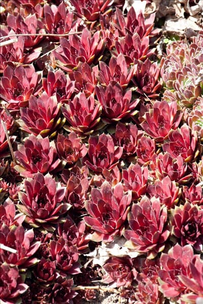 Sempervivum Rubin
