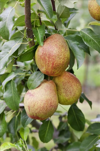 Pyrus communis Clapps Liebling