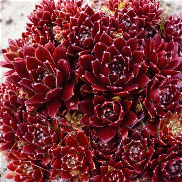 Sempervivum Rubin